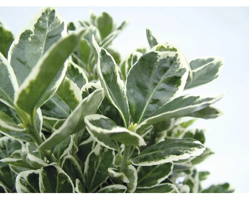 Japanischer Spindelstrauch FloraSelf Euonymus Japonicus 'Katy' H 25-30 Cm Co 5 L Buschig 3 Japanischer Spindelstrauch FloraSelf Euonymus Japonicus 'Katy' H 25-30 Cm Co 5 L Buschig