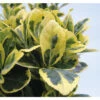 Japanischer Spindelstrauch FloraSelf Euonymus Japonicus 'Marieke' H 30-40 Cm Co 5 L Buschig -Florasellf Geschaft DV 8 10507750 01 4c DE 20220221114843