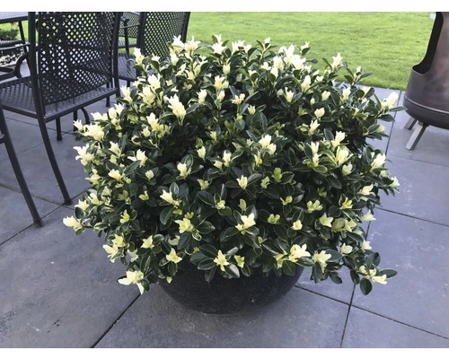 Japanischer Spindelstrauch FloraSelf Euonymus Japonicus 'Mikajo'® H 25-30 Cm Co 5 L Buschig 4 Japanischer Spindelstrauch FloraSelf Euonymus Japonicus 'Mikajo'® H 25-30 Cm Co 5 L Buschig – Bild 2