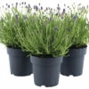 Lavendel FloraSelf Lavandula Angustifolia 'Felice' H 20-25 Cm Co 1,5 L -Florasellf Geschaft DV 8 10508274 01 4c DE 20220224174800