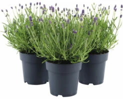 Lavendel FloraSelf Lavandula Angustifolia 'Felice' H 20-25 Cm Co 1,5 L