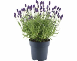 Lavendel FloraSelf Lavandula Angustifolia 'Felice' H 20-25 Cm Co 1,5 L 8 Lavendel FloraSelf Lavandula Angustifolia 'Felice' H 20-25 Cm Co 1,5 L -Florasellf Geschaft DV 8 10508274 02 4c DE 20220224184759