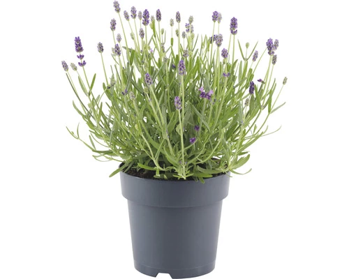 Lavendel FloraSelf Lavandula Angustifolia 'Felice' H 20-25 Cm Co 1,5 L 6 Lavendel FloraSelf Lavandula Angustifolia 'Felice' H 20-25 Cm Co 1,5 L – Bild 4