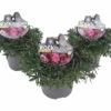 Heidenelke ROCKCollection FloraSelf Dianthus Deltoides H 5-20 Cm T 13 Cm -Florasellf Geschaft DV 8 10508286 01 4c DE 20220701131757