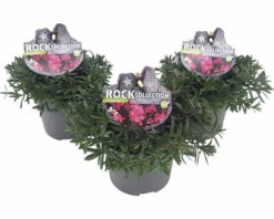 Heidenelke ROCKCollection FloraSelf Dianthus Deltoides H 5-20 Cm T 13 Cm