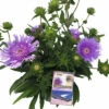 Kornblumen-Aster FloraSelf Stokesia Laevis 'Mega Mels'® H 10-70 Cm Co 9 L 1 Kornblumen-Aster FloraSelf Stokesia Laevis 'Mega Mels'® H 10-70 Cm Co 9 L -Florasellf Geschaft DV 8 10510499 01 4c DE 20211203104700