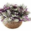 FloraSelf Kokodama Kleine Dreimasterblume Höhe Inkl. Topf Ca. 20 Cm Ø 15 Cm Topf -Florasellf Geschaft DV 8 10513352 01 4c DE 20220107051652