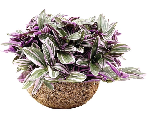 FloraSelf Kokodama Kleine Dreimasterblume Höhe Inkl. Topf Ca. 20 Cm Ø 15 Cm Topf 3 FloraSelf Kokodama Kleine Dreimasterblume Höhe Inkl. Topf Ca. 20 Cm Ø 15 Cm Topf