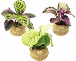 FloraSelf Kokodama Korbmarante MIX Höhe Inkl. Topf Ca. 25-30 Cm Ø 17 Cm Topf