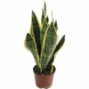 Bogenhanf FloraSelf Sansevieria Trifasciata 'Superba' H 35-45 Cm Ø 14 Cm Topf 1 Bogenhanf FloraSelf Sansevieria Trifasciata 'Superba' H 35-45 Cm Ø 14 Cm Topf -Florasellf Geschaft DV 8 10513360 01 4c DE 20220107051652