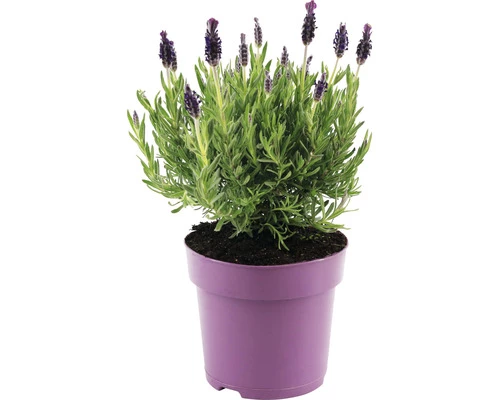 Schopflavendel FloraSelf Lavandula Stoechas 'Anouk' H 20-25 Cm Ø 15 Cm Topf Lila 3 Schopflavendel FloraSelf Lavandula Stoechas 'Anouk' H 20-25 Cm Ø 15 Cm Topf Lila
