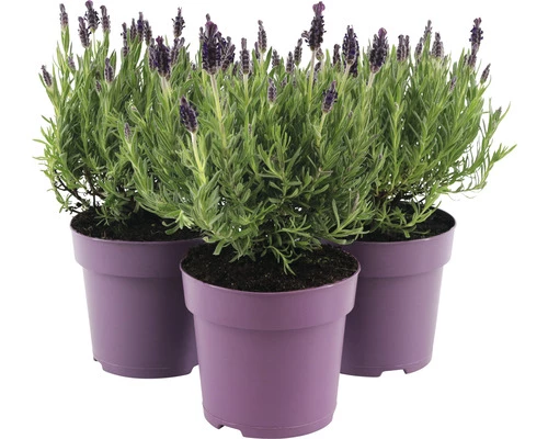 Schopflavendel FloraSelf Lavandula Stoechas 'Anouk' H 20-25 Cm Ø 15 Cm Topf Lila 4 Schopflavendel FloraSelf Lavandula Stoechas 'Anouk' H 20-25 Cm Ø 15 Cm Topf Lila – Bild 2