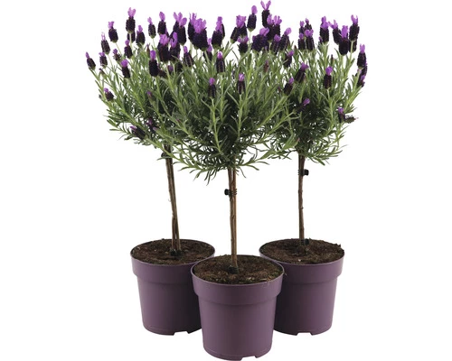 Schopflavendel-Stämmchen FloraSelf Lavandula Stoechas 'Anouk' H 40-50 Cm Ø 15 Cm Topf 4 Schopflavendel-Stämmchen FloraSelf Lavandula Stoechas 'Anouk' H 40-50 Cm Ø 15 Cm Topf – Bild 2