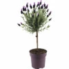 Schopflavendel-Stämmchen FloraSelf Lavandula Stoechas 'Anouk' H 40-50 Cm Ø 15 Cm Topf 1 Schopflavendel-Stämmchen FloraSelf Lavandula Stoechas 'Anouk' H 40-50 Cm Ø 15 Cm Topf -Florasellf Geschaft DV 8 10520191 02 4c DE 20220407134757