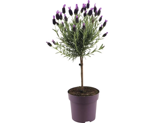 Schopflavendel-Stämmchen FloraSelf Lavandula Stoechas 'Anouk' H 40-50 Cm Ø 15 Cm Topf 3 Schopflavendel-Stämmchen FloraSelf Lavandula Stoechas 'Anouk' H 40-50 Cm Ø 15 Cm Topf