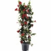 Dipladenie, Trichterblüte Säule FloraSelf Dipladenia Mandevilla Hybride Gesamthöhe Ca. 100 Cm Ø 21 Cm Topf Rot 1 Dipladenie, Trichterblüte Säule FloraSelf Dipladenia Mandevilla Hybride Gesamthöhe Ca. 100 Cm Ø 21 Cm Topf Rot -Florasellf Geschaft DV 8 10520194 01 4c DE 20220401124750