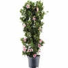 Dipladenie, Trichterblüte Säule FloraSelf Dipladenia Mandevilla Hybride Gesamthöhe Ca. 100 Cm Ø 21 Cm Topf Rosa