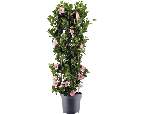 Dipladenie, Trichterblüte Säule FloraSelf Dipladenia Mandevilla Hybride Gesamthöhe Ca. 100 Cm Ø 21 Cm Topf Rosa 3 Dipladenie, Trichterblüte Säule FloraSelf Dipladenia Mandevilla Hybride Gesamthöhe Ca. 100 Cm Ø 21 Cm Topf Rosa