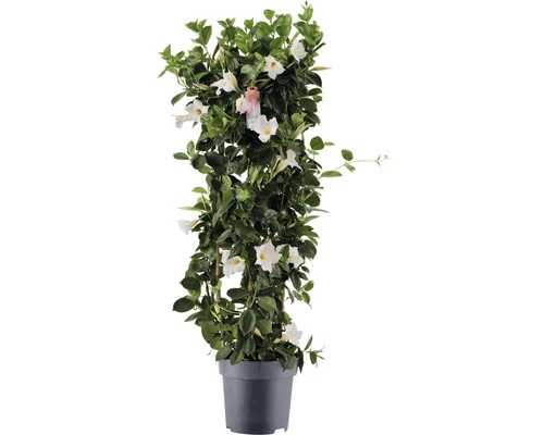 Dipladenie, Trichterblüte Säule FloraSelf Dipladenia Mandevilla Hybride Gesamthöhe Ca. 100 Cm Ø 21 Cm Topf Weiß 3 Dipladenie, Trichterblüte Säule FloraSelf Dipladenia Mandevilla Hybride Gesamthöhe Ca. 100 Cm Ø 21 Cm Topf Weiß
