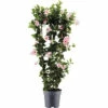 Dipladenie, Trichterblüte Spalier FloraSelf Dipladenia Mandevilla Hybride Gesamthöhe Ca. 100 Cm Ø 21 Cm Topf Rosa -Florasellf Geschaft DV 8 10520197 01 4c DE 20220401101651