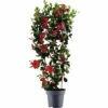 Dipladenie, Trichterblüte Spalier FloraSelf Dipladenia Mandevilla Hybride Gesamthöhe Ca. 100 Cm Ø 21 Cm Topf Rot 2 Dipladenie, Trichterblüte Spalier FloraSelf Dipladenia Mandevilla Hybride Gesamthöhe Ca. 100 Cm Ø 21 Cm Topf Rot -Florasellf Geschaft DV 8 10520198 01 4c DE 20220401111651