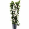 Dipladenie, Trichterblüte Spalier FloraSelf Dipladenia Mandevilla Hybride Gesamthöhe Ca. 100 Cm Ø 21 Cm Topf Weiß -Florasellf Geschaft DV 8 10520199 01 4c DE 20220401124750