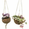 Kokodama-Ampel FloraSelf Dreimasterblume Mix Blumenampel Als Set Höhe Inkl. Topf Ca. 20 Cm Ø 12 Cm Topf -Florasellf Geschaft DV 8 10521596 01 4c DE 20220113084653