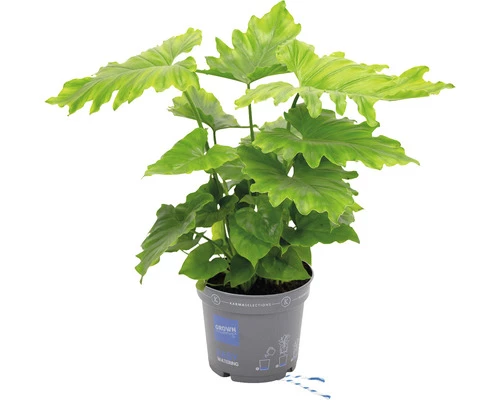 Philodendron Baumfreund FloraSelf Philodendron Karma Shangri-Lah H 40-55 Cm Ø 17 Cm Topf 3 Philodendron Baumfreund FloraSelf Philodendron Karma Shangri-Lah H 40-55 Cm Ø 17 Cm Topf
