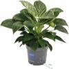 Philodendron Baumfreund FloraSelf Philodendron 'White Wave' H 50-60 Cm Ø 17 Cm Topf -Florasellf Geschaft DV 8 10528321 02 4c DE 20220714134656