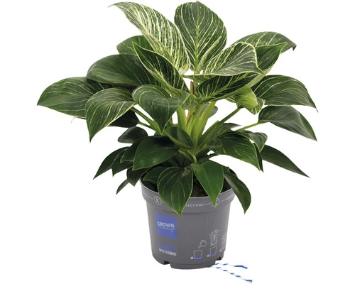 Philodendron Baumfreund FloraSelf Philodendron 'White Wave' H 50-60 Cm Ø 17 Cm Topf 3 Philodendron Baumfreund FloraSelf Philodendron 'White Wave' H 50-60 Cm Ø 17 Cm Topf
