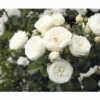 Nostalgie®-Strauchrose 'Artemis' FloraSelf H 30-40 Cm Co 5 L 2 Nostalgie®-Strauchrose 'Artemis' FloraSelf H 30-40 Cm Co 5 L -Florasellf Geschaft DV 8 10529205 01 4c DE 20230301141654
