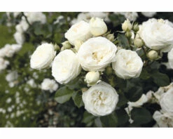 Nostalgie®-Strauchrose 'Artemis' FloraSelf H 30-40 Cm Co 5 L