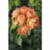 Zwergstrauchrose 'Bienenweide® Mango‘ FloraSelf H 30-40 Cm Co 5 L