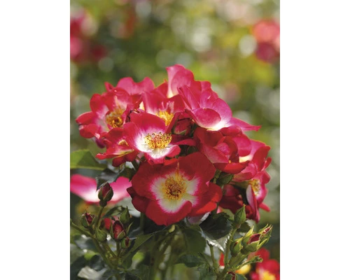 Beetrose ‚Loki®‘ FloraSelf H 30-40 Cm Co 5 L 3 Beetrose ‚Loki®‘ FloraSelf H 30-40 Cm Co 5 L