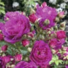 Kletterrose FloraSelf Rosa Purple Siluetta® H 60-80 Cm Co 5 L 1 Kletterrose FloraSelf Rosa Purple Siluetta® H 60-80 Cm Co 5 L -Florasellf Geschaft DV 8 10529216 01 4c DE 20230301134752