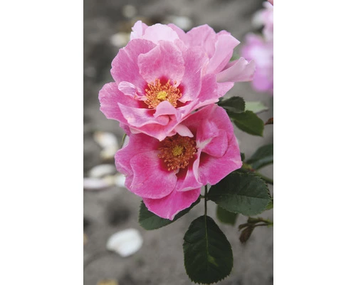 Beetrose FloraSelf Rosa See You® H 30-40 Cm Co 5 L 3 Beetrose FloraSelf Rosa See You® H 30-40 Cm Co 5 L