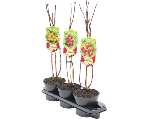 Trio-Himbeer-Set FloraSelf H 40-60 Cm Co 2,5 L 4 Trio-Himbeer-Set FloraSelf H 40-60 Cm Co 2,5 L – Bild 2
