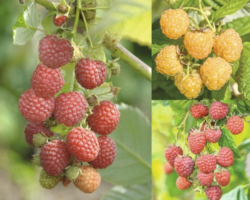 Trio-Himbeer-Set FloraSelf H 40-60 Cm Co 2,5 L 3 Trio-Himbeer-Set FloraSelf H 40-60 Cm Co 2,5 L