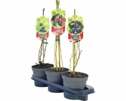 Trio-Brombeer-Kinder-Set FloraSelf H 40-60 Cm Co 2,5 L -Florasellf Geschaft DV 8 10529686 03 4c DE 20220316081753