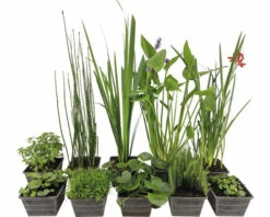 Naturteich Teichpflanzen Set FloraSelf Für 1000 L Teich