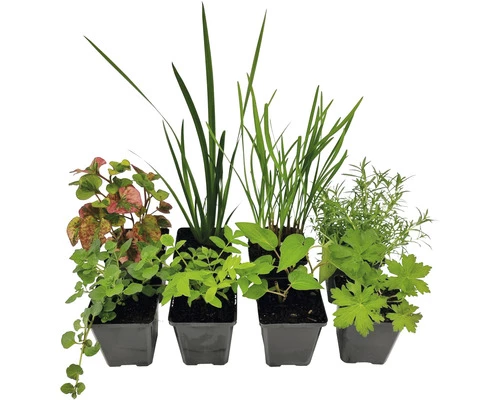 Duftende Teichpflanzen Set FloraSelf Für 500 L Teich 3 Duftende Teichpflanzen Set FloraSelf Für 500 L Teich