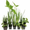 Teichpflanzen Set 4 Jahreszeiten FloraSelf Für 500 L Teich -Florasellf Geschaft DV 8 10529823 01 4c DE 20220206011707
