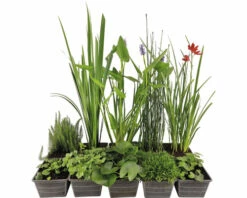 Teichpflanzen Set 4 Jahreszeiten FloraSelf Für 1000 L Teich