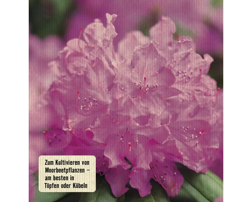 Rhododendron - & Moorbeetpflanzenerde FloraSelf (54 Sack X 40 Liter = 2,16 M³) 1 Palette 4 Rhododendron - & Moorbeetpflanzenerde FloraSelf (54 Sack X 40 Liter = 2,16 M³) 1 Palette – Bild 2