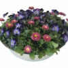 Hornveilchen Und Gänseblümchen FloraSelf Mix In Zinkschale Ø 29 Cm 2 Hornveilchen Und Gänseblümchen FloraSelf Mix In Zinkschale Ø 29 Cm -Florasellf Geschaft DV 8 10537136 01 4c DE 20220214111651