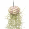 Tillandsie, Louisianamoos Ampel FloraSelf Tillandsia Usneoides H Ca. 50 Cm -Florasellf Geschaft DV 8 10567005 02 4c NL 20220511171800