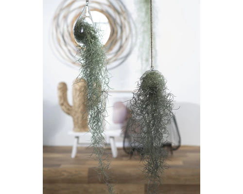 Tillandsie, Louisianamoos Ampel Im Glass Birnenförmig FloraSelf Tillandsia Usneoides H Ca. 50 Cm 4 Tillandsie, Louisianamoos Ampel Im Glass Birnenförmig FloraSelf Tillandsia Usneoides H Ca. 50 Cm – Bild 2