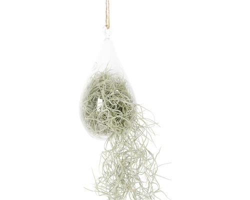 Tillandsie, Louisianamoos Ampel Im Glass Birnenförmig FloraSelf Tillandsia Usneoides H Ca. 50 Cm