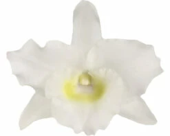 Titelseite 25 Titelseite -Florasellf Geschaft DV 8 10567009 01 4c NL 20220511111658