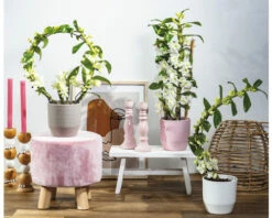 Dendrobie FloraSelf Dendrobium Nobile 'Boomerang' H 50-60 Cm Ø 11 Cm Topf -Florasellf Geschaft DV 8 10567009 03 4c NL 20220510104758